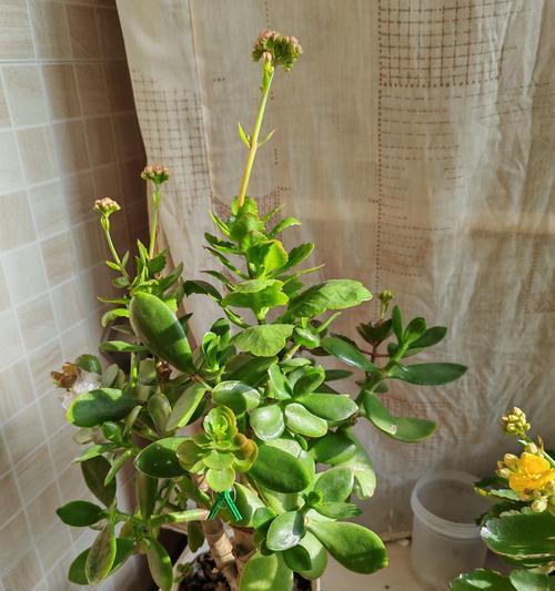 长寿寓意的花和树有哪些？它们各自代表什么意义？
