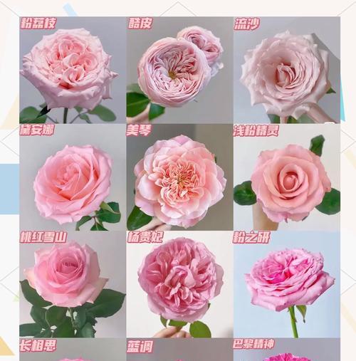 小粉色玫瑰花代表什么？花语寓意有哪些？