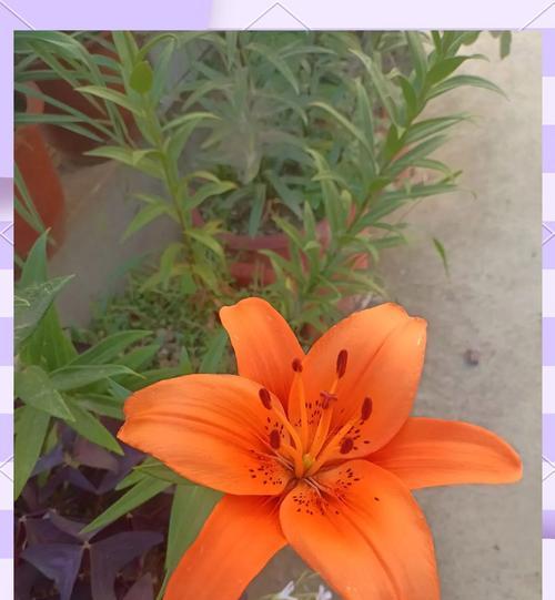 什么花卉象征长久幸福？如何选择寓意长久的花卉礼物？