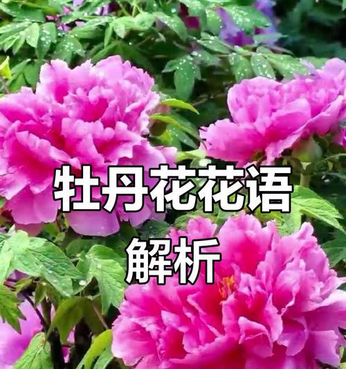 象征富贵豪华的花是什么？这些花的花语和象征意义是什么？