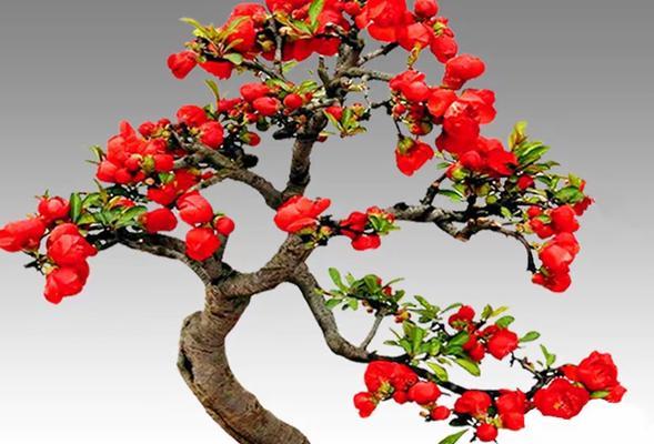 象征富贵豪华的花是什么？这些花的花语和象征意义是什么？