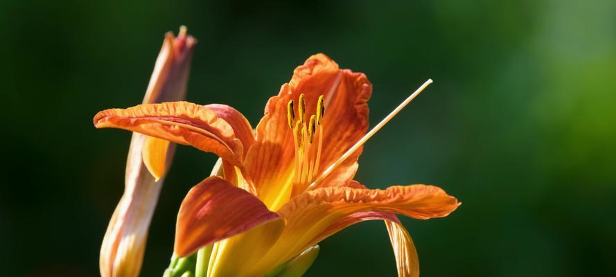 橘色百合花代表什么？送橘色百合花的深层含义是什么？
