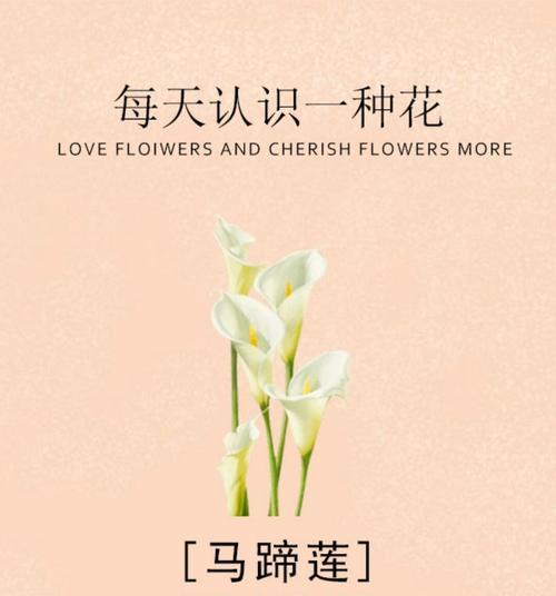 2024年有哪些浪漫花语？如何用花表达新年的浪漫？