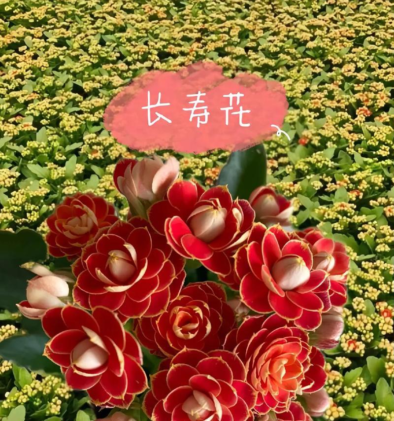 送一束长寿花的寓意是什么？