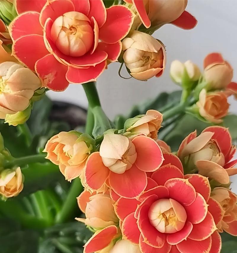 送一束长寿花的寓意是什么？