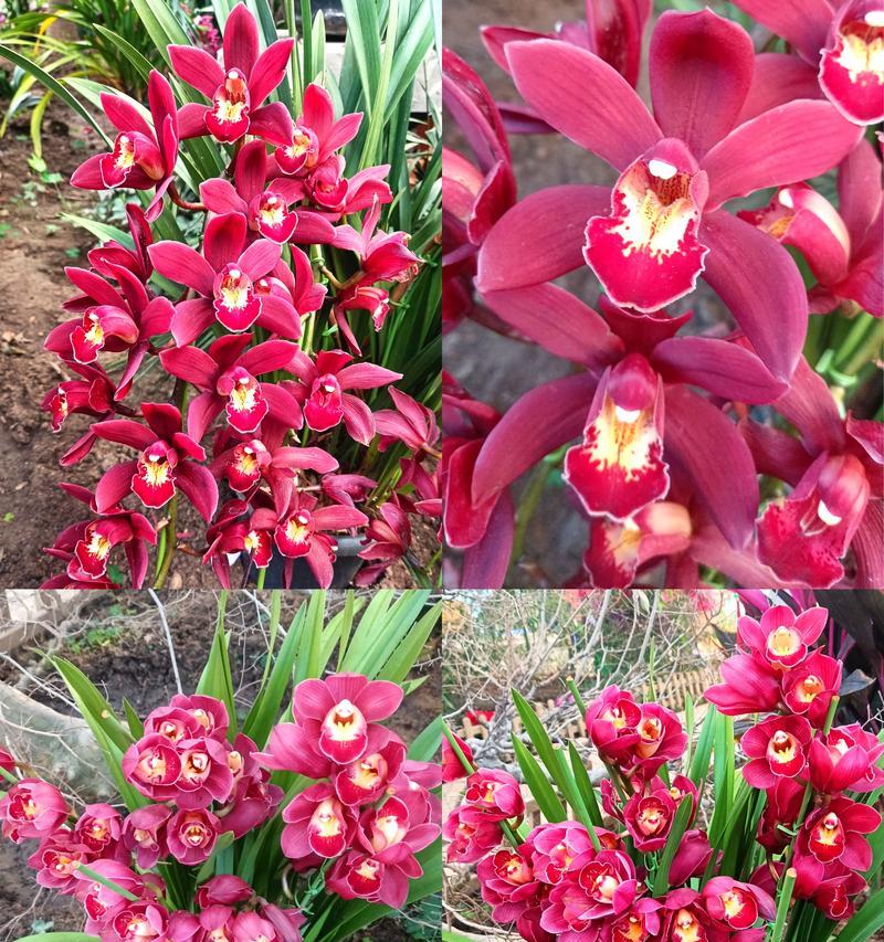 看见红色的花代表什么？红色花的寓意有哪些？