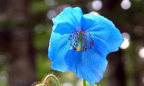 蓝色辛夷花的花语是什么？