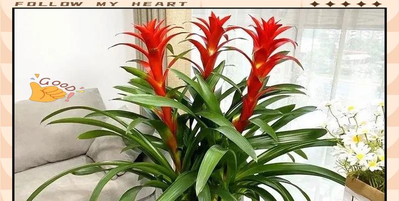 哪些花卉寓意祝福好运？好运花卉有哪些选择？