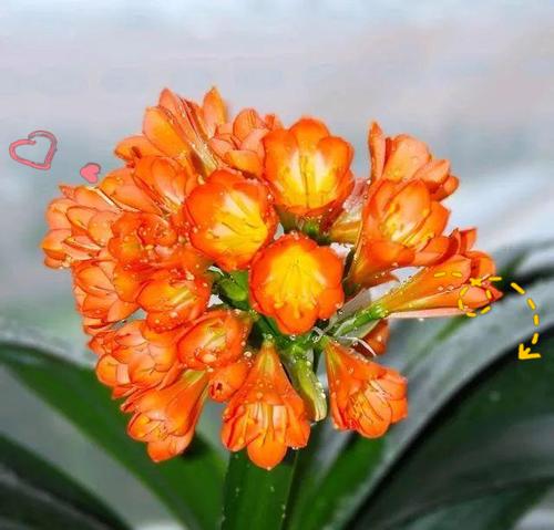 哪些花卉寓意祝福好运？好运花卉有哪些选择？