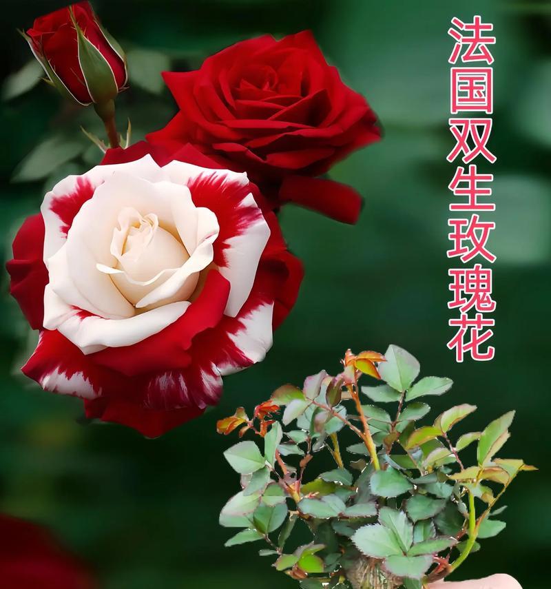 不同颜色的玫瑰花各自代表什么？如何挑选寓意正确的玫瑰？
