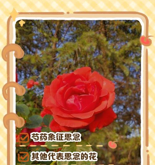 哪种花象征着礼仪？