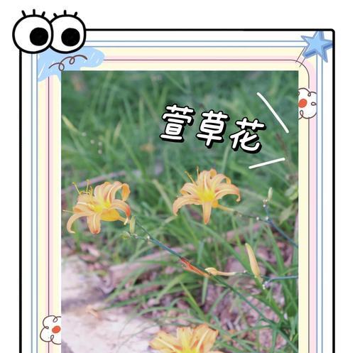 萱草花不同颜色的寓意是什么？它们各自代表什么？
