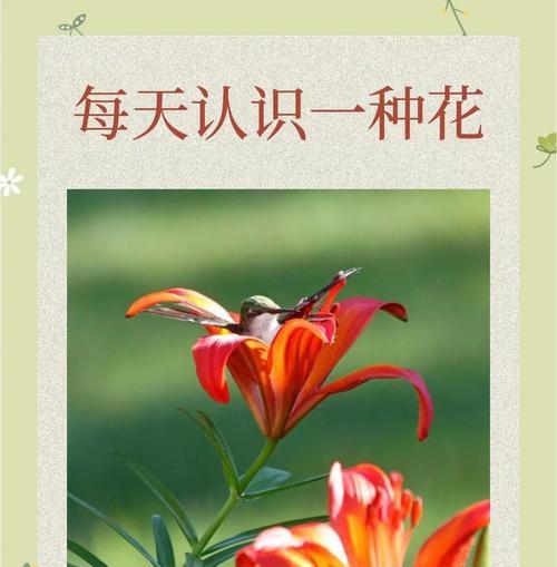 萱草花不同颜色的寓意是什么？它们各自代表什么？