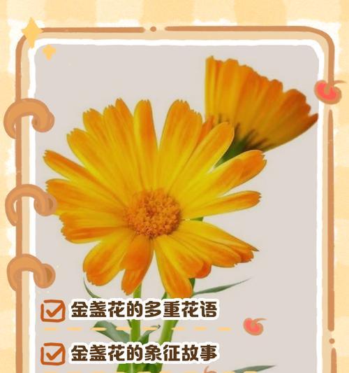 无色花的象征意义是什么？