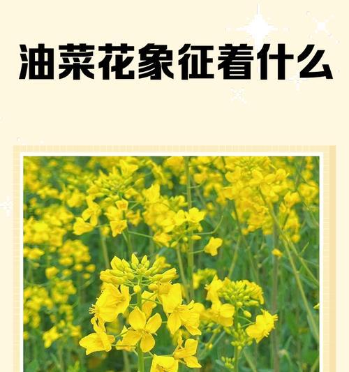 无色花的象征意义是什么？