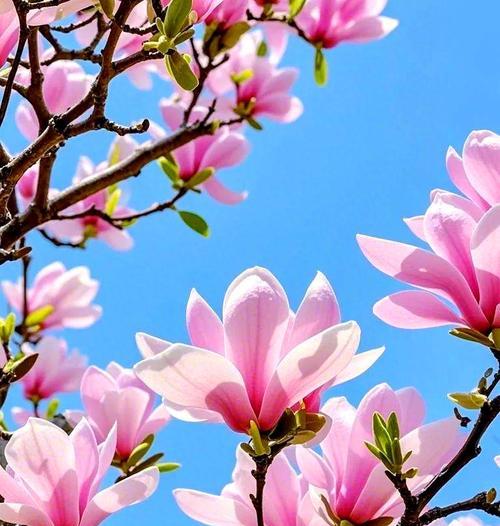 哪种花象征爱情吉兆？