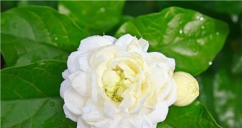 白色茉莉花象征着什么？