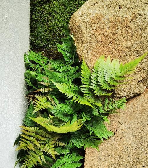 节杆的花语是什么？节杆花的寓意有哪些？