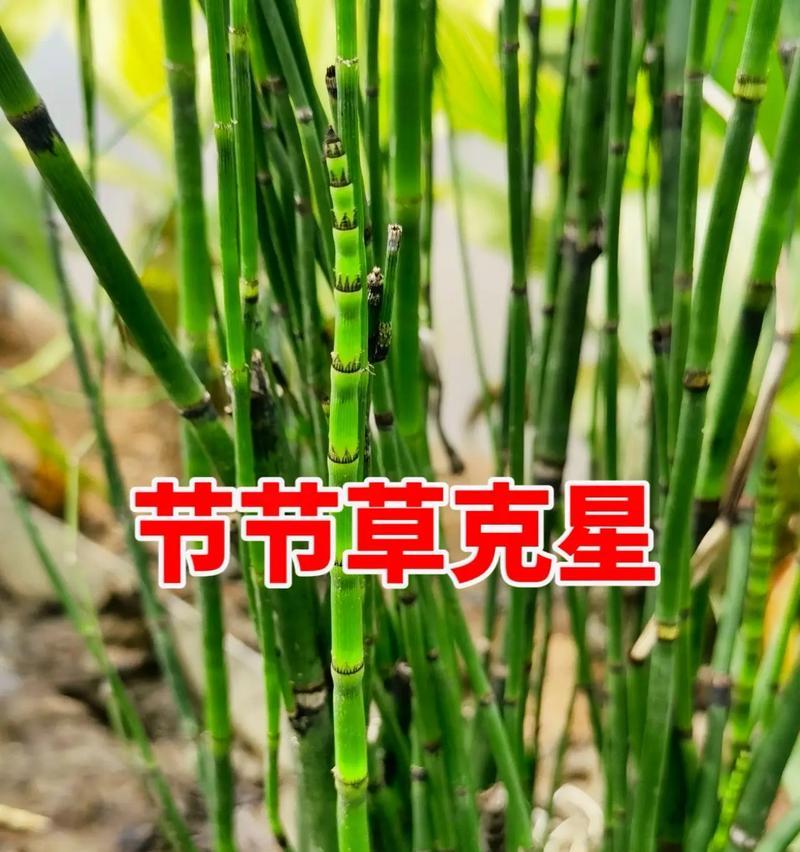 节杆的花语是什么？节杆花的寓意有哪些？
