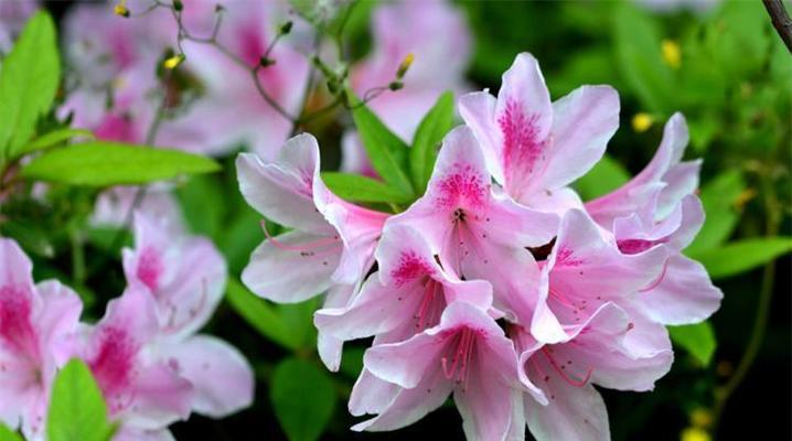 春节时杜鹃花代表什么寓意？它在传统中扮演什么角色？
