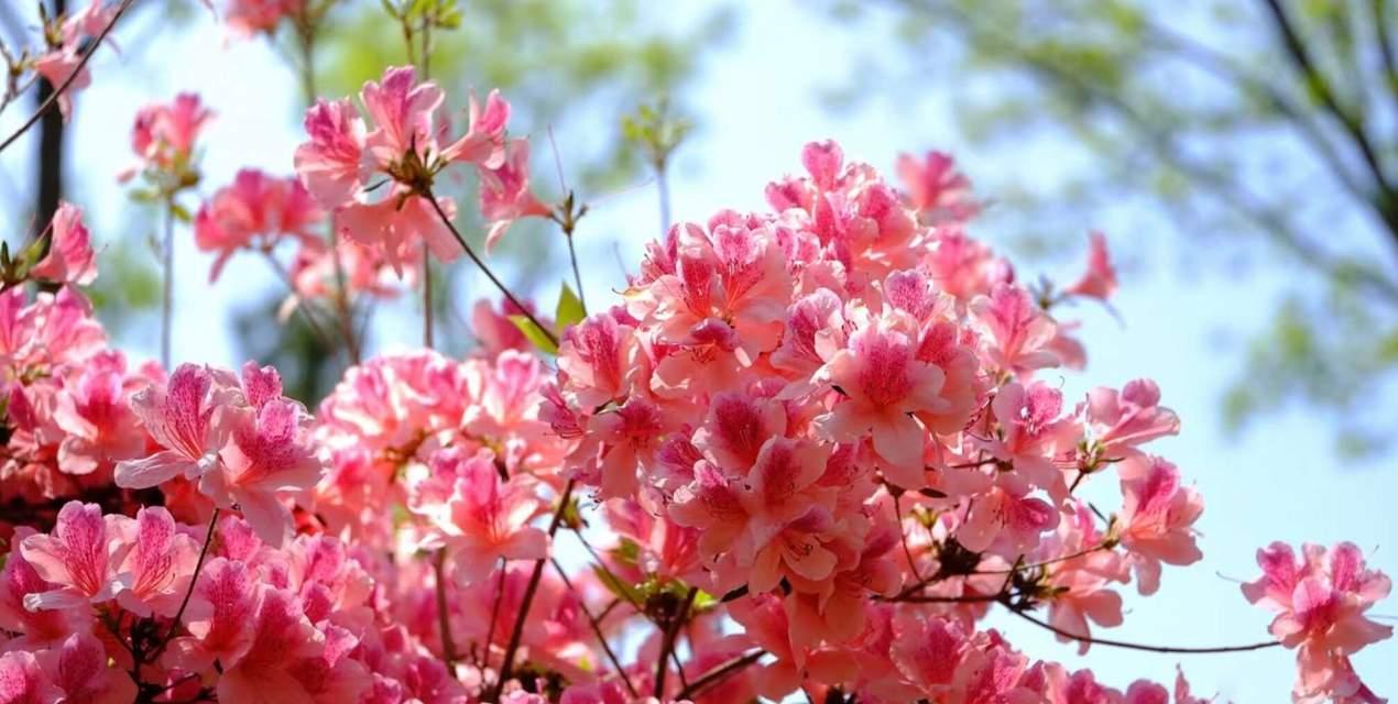 春节时杜鹃花代表什么寓意？它在传统中扮演什么角色？