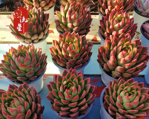 手捧花火腿肠象征什么？这种组合的寓意有何特殊之处？
