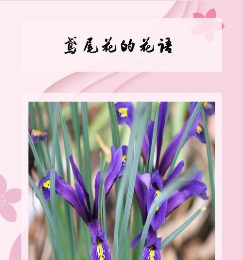 象征魔法和爱情的花有哪些？它们的花语是什么？