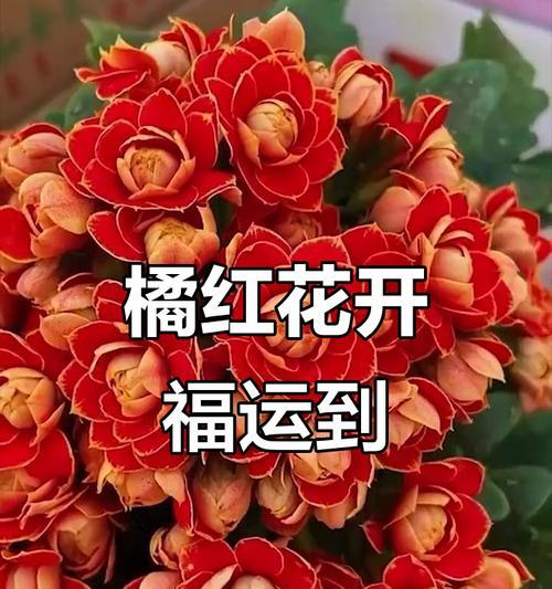 哪种颜色的长寿花寓意最好？长寿花的颜色象征意义是什么？