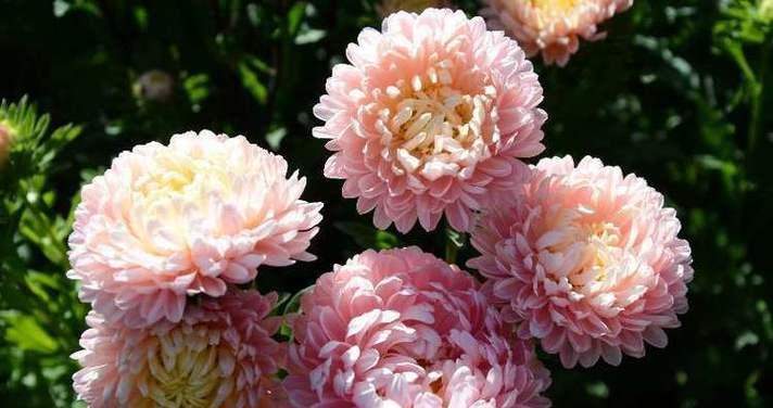 重阳节赏花有何特殊含义？百花谷赏花的寓意是什么？