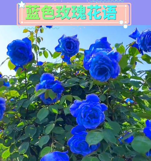 蓝色绒花花语代表什么？适合什么场合赠送？