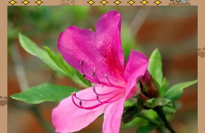 杜鹃花的文化意义是什么？杜鹃花象征着什么？