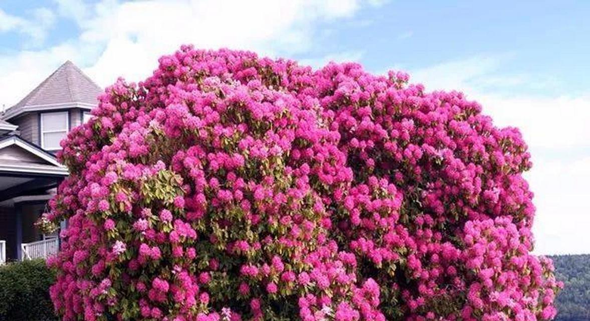 杜鹃花的文化意义是什么？杜鹃花象征着什么？