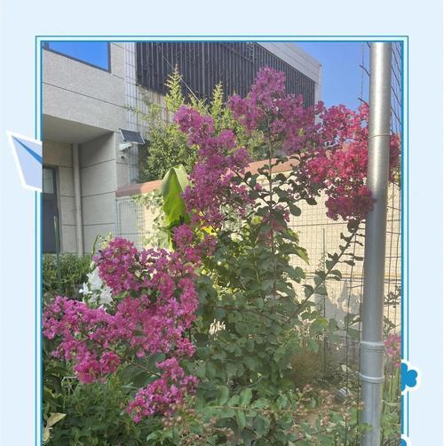 紫薇开多种颜色花的寓意是什么？紫薇花有哪些颜色？