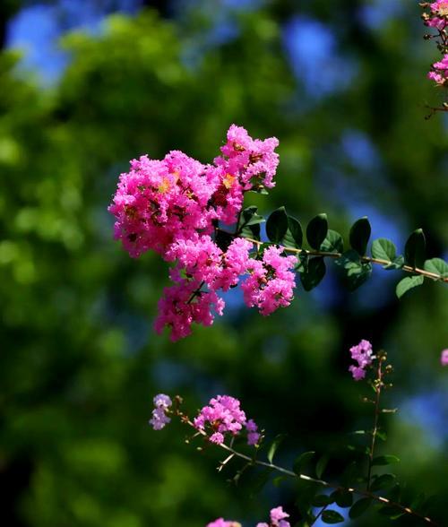 紫薇开多种颜色花的寓意是什么？紫薇花有哪些颜色？