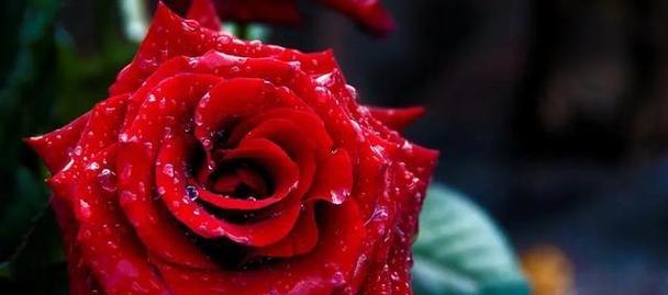 哪种花象征激情热烈的爱情？它的花语是什么？