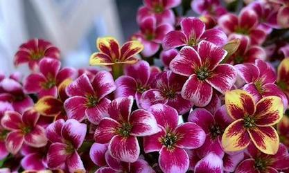 长寿花前醉的含义是什么？如何通过花表达长寿祝福？