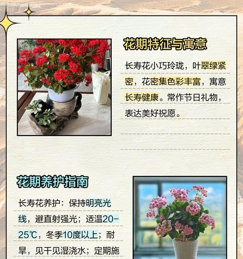 长寿花前醉的含义是什么？如何通过花表达长寿祝福？