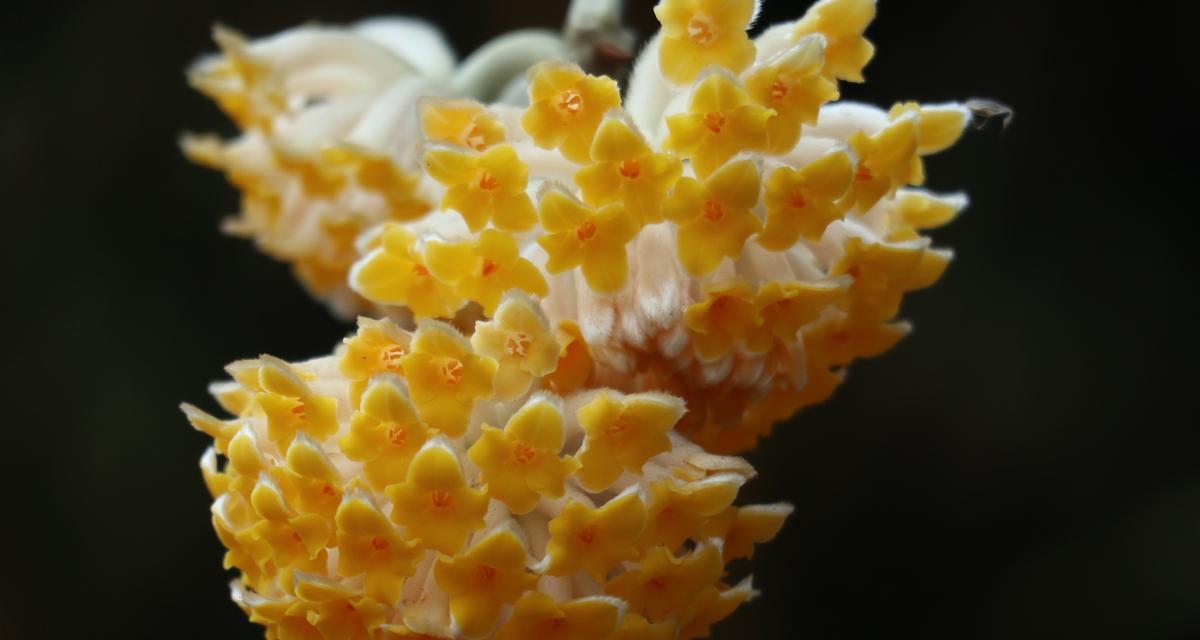 黄色花象征着什么？为何说黄色花代表一路辉煌？
