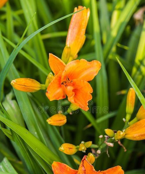 黄色花象征着什么？为何说黄色花代表一路辉煌？