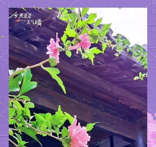 木槿花寓意着永恒的爱情？木槿花象征着怎样的爱情？