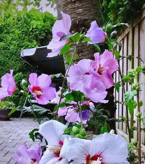 木槿花寓意着永恒的爱情？木槿花象征着怎样的爱情？