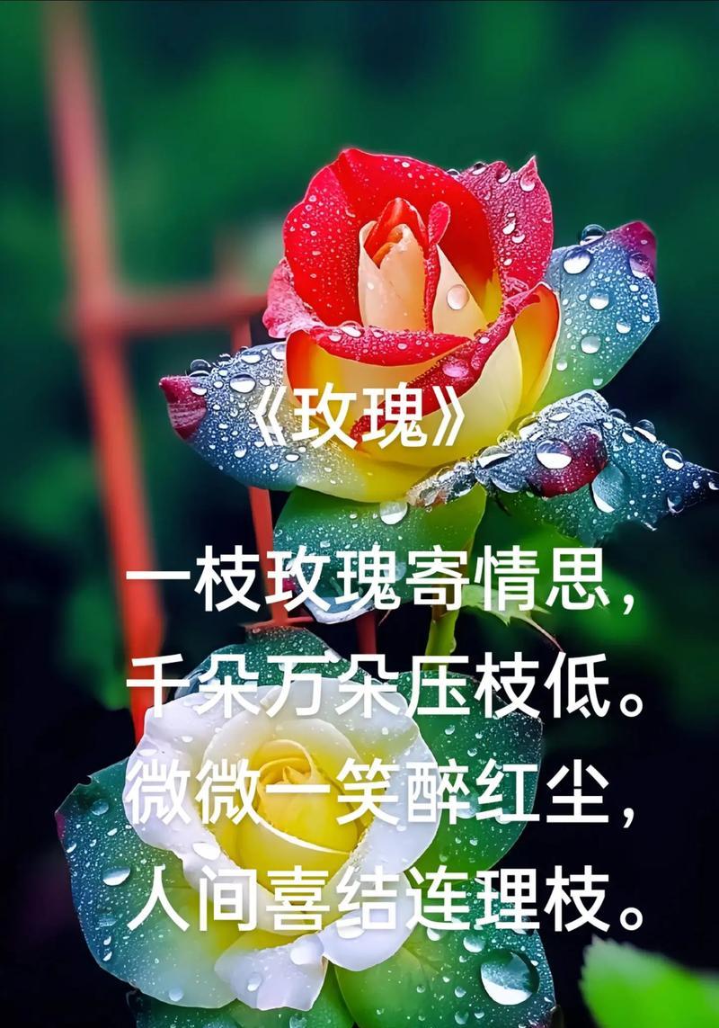 哪种花寓意对爱情至死不渝？这些花的花语是什么？