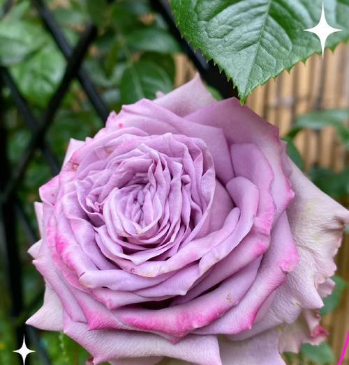 深紫色的花寓意着什么？紫色花朵有哪些神秘的含义？