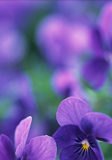 深紫色的花寓意着什么？紫色花朵有哪些神秘的含义？