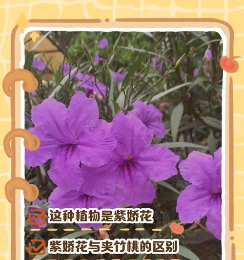 深紫色的花寓意着什么？紫色花朵有哪些神秘的含义？