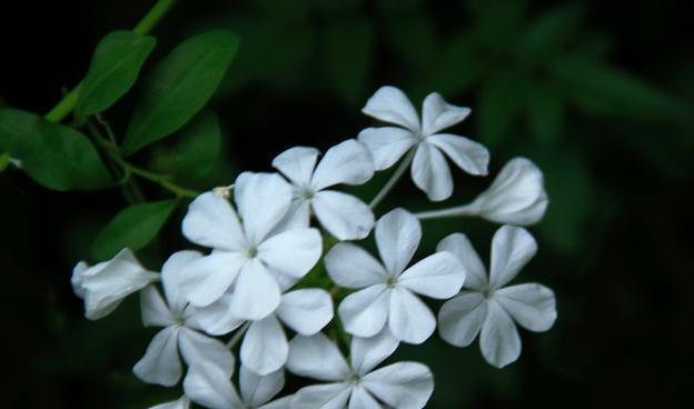 白色寓意智慧的花有哪些？它们代表了什么？