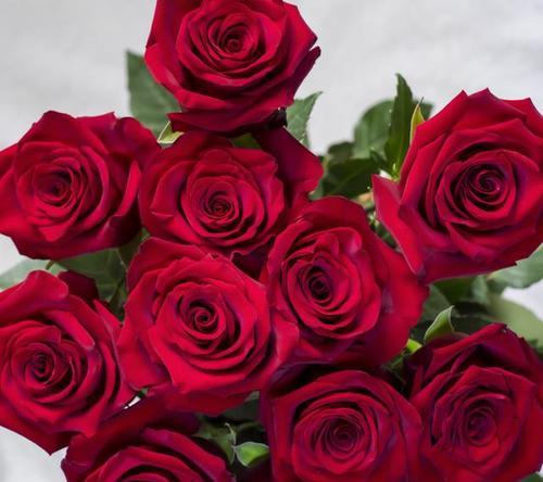 白色寓意智慧的花有哪些？它们代表了什么？