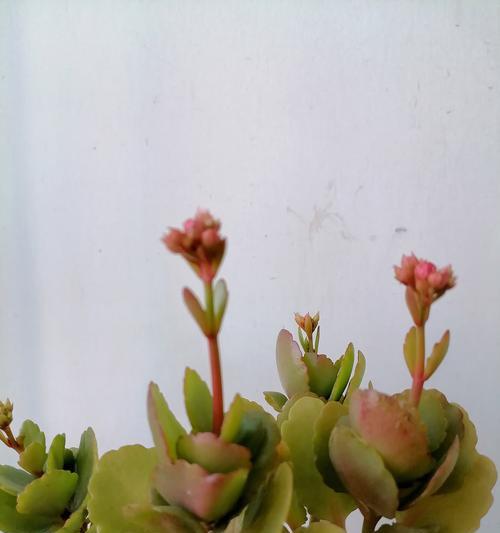 泰国寓意吉祥的花有哪些？它们在文化中代表什么？
