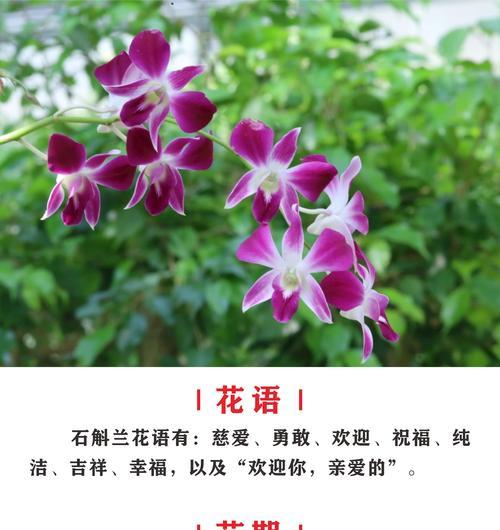 泰国寓意吉祥的花有哪些？它们在文化中代表什么？