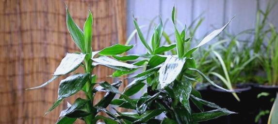 好运的花寓意着什么？如何挑选寓意吉祥的花卉？